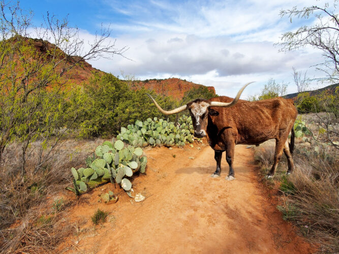 Classic Texas Longhorn. Caprock and Palo Duro Canyons photography. Iconic western image.